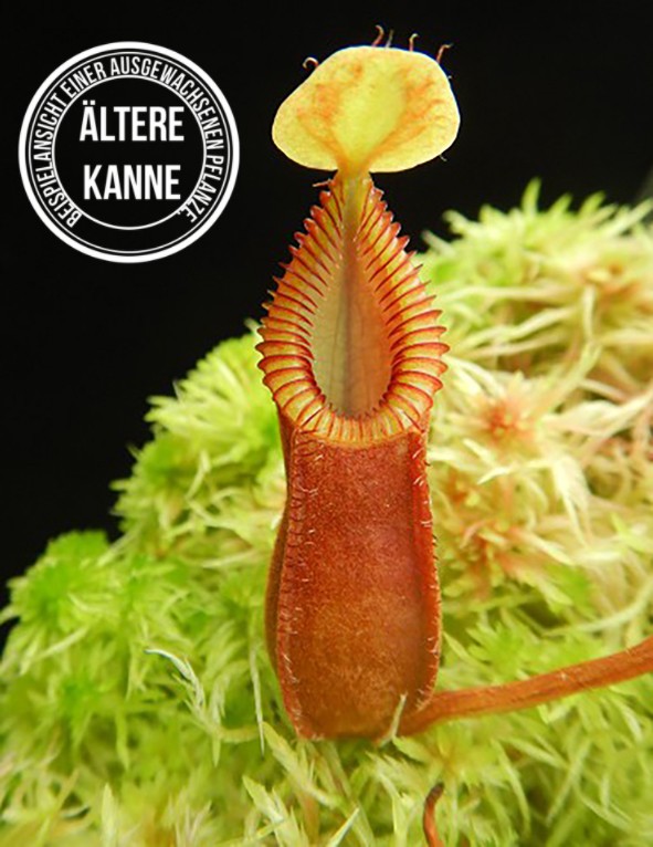 Nepenthes hamata (diabolica) BE-4015