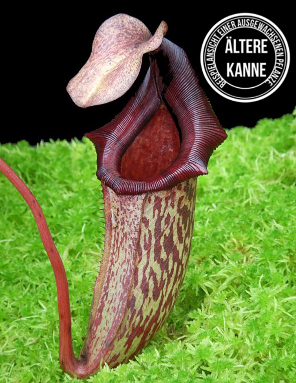 Nepenthes rajah x (veitchii x platychila) BE-4017