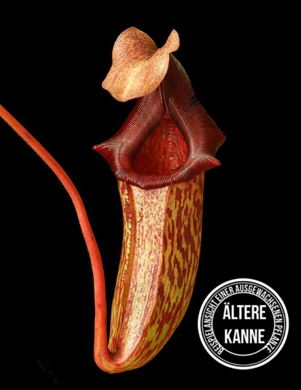 Nepenthes rajah x (veitchii x platychila) BE-4017