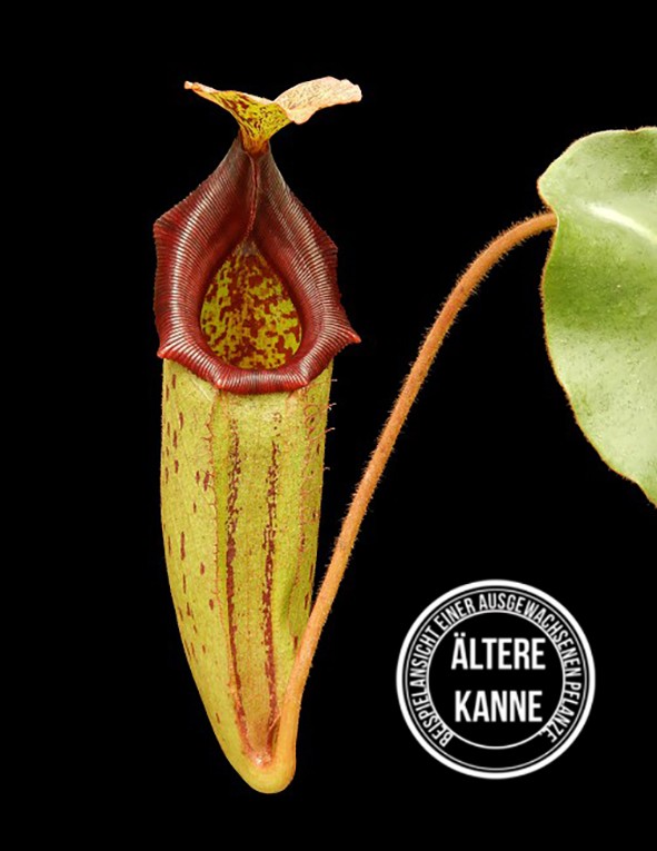 Nepenthes rajah x (veitchii x platychila) BE-4017