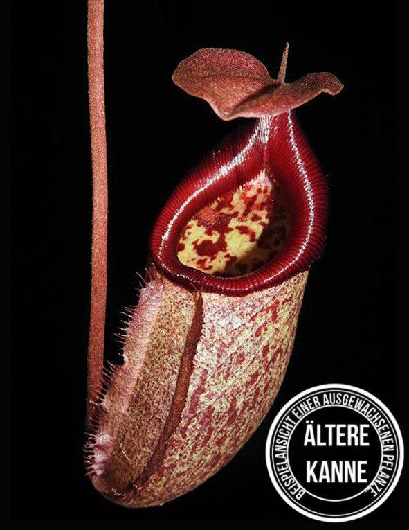 Nepenthes rajah x robcantleyi BE-4019