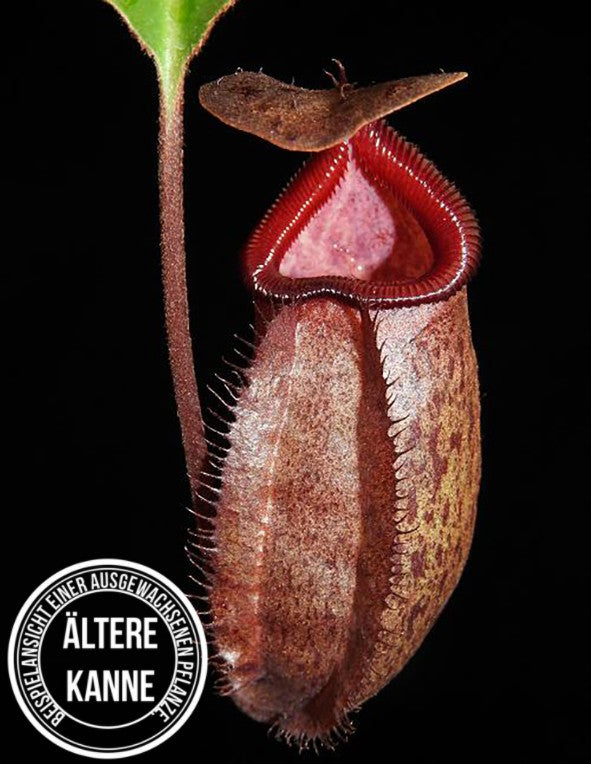 Nepenthes rajah x robcantleyi BE-4019 - XL Showpiece