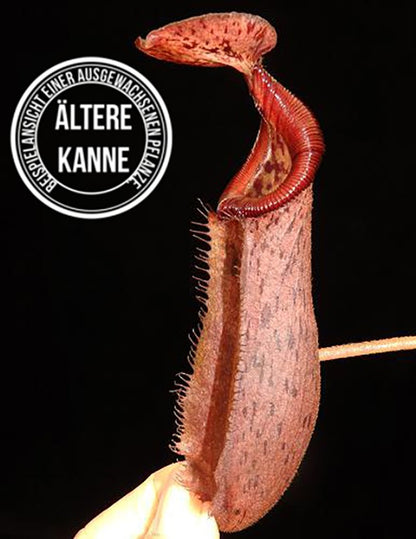 Nepenthes robcantleyi x (burbidgeae x edwardsiana) BE-4023