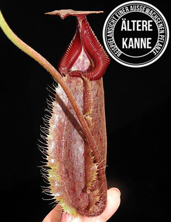 Nepenthes robcantleyi x (burbidgeae x edwardsiana) BE-4023