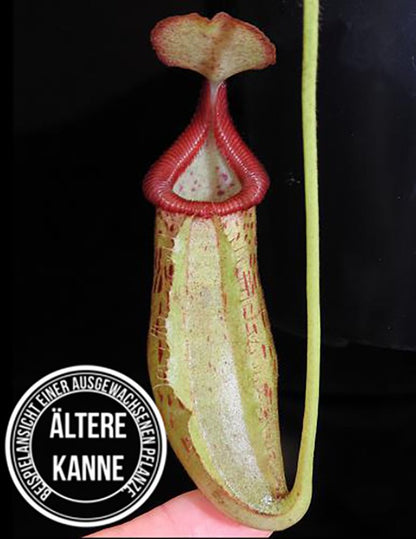 Nepenthes robcantleyi x (burbidgeae x edwardsiana) BE-4023