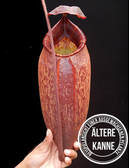 Nepenthes peltata BE-4025