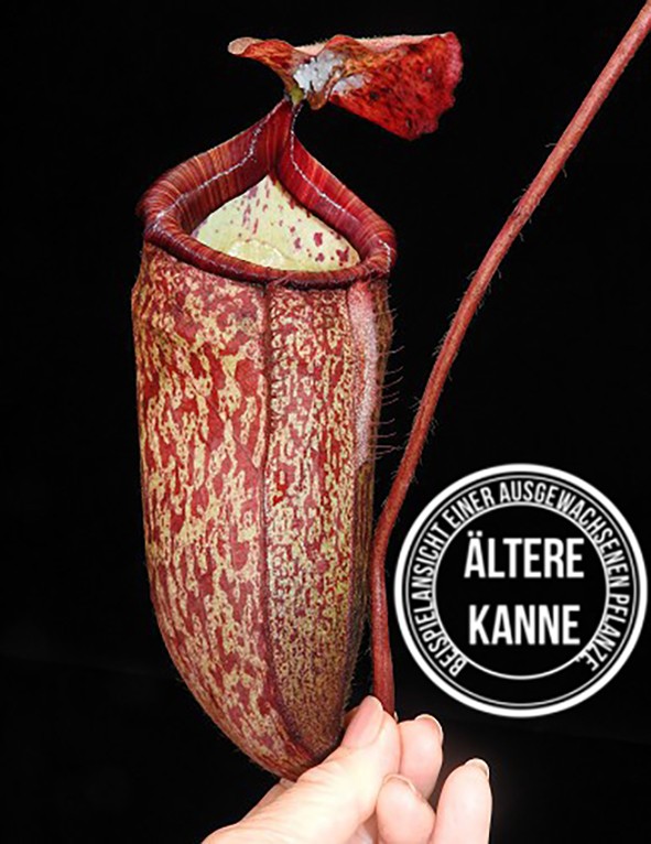 Nepenthes peltata BE-4025