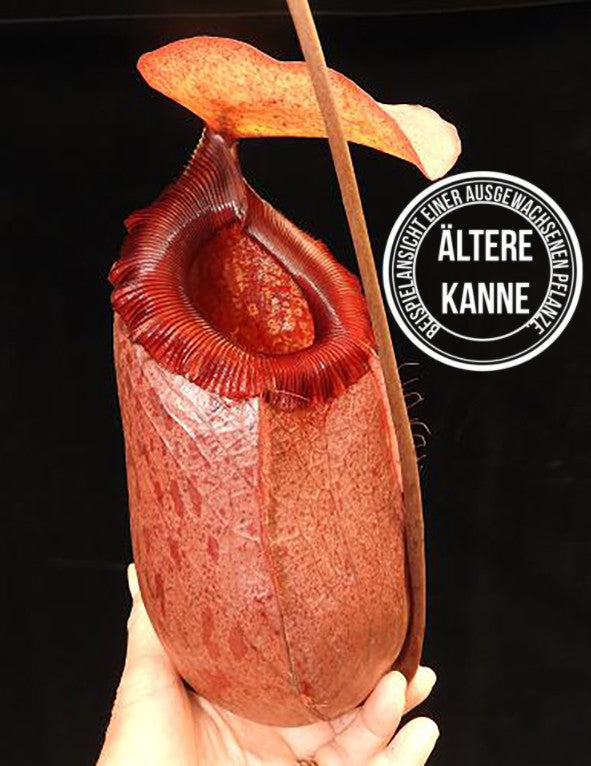 Nepenthes sibuyanensis x merrilliana BE-4026