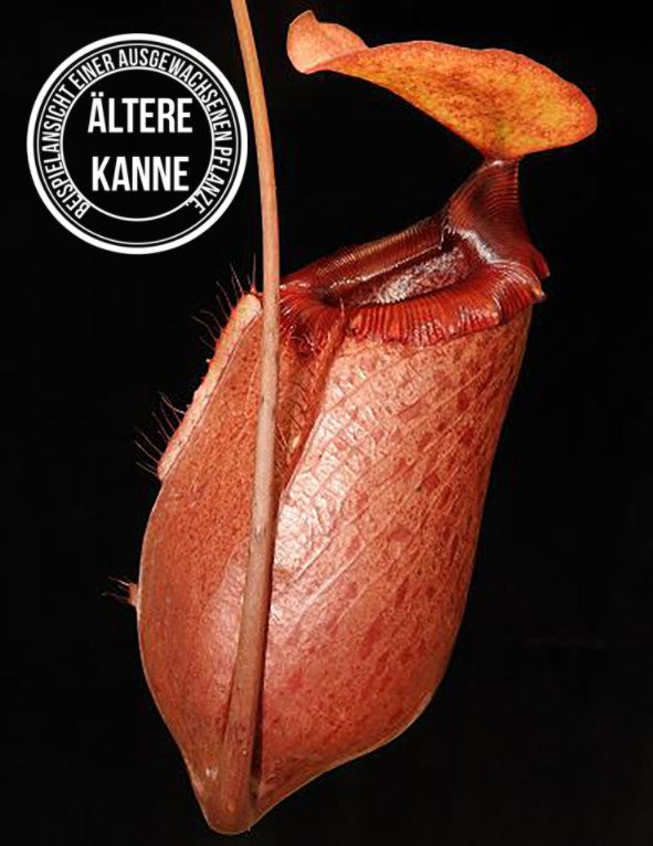 Nepenthes sibuyanensis x merrilliana BE-4026