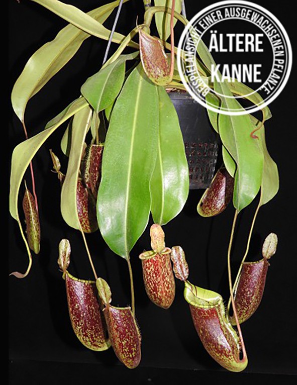 Nepenthes ampullaria x (veitchii x lowii) BE-4027