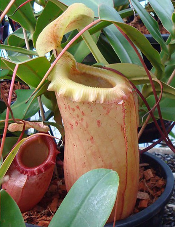 Nepenthes sibuyanensis BE-4029