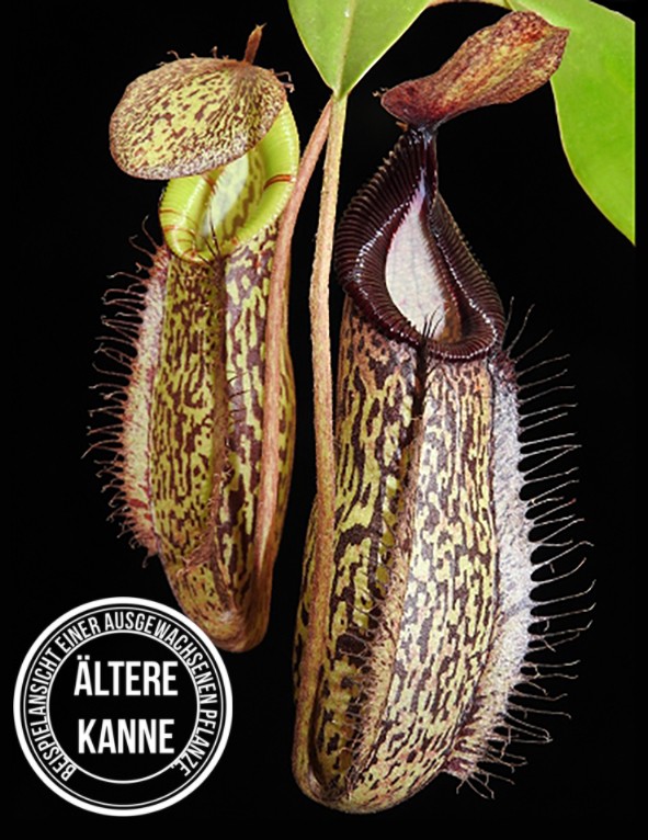 Nepenthes (aristolochioides x spectabilis) x hamata BE-4030