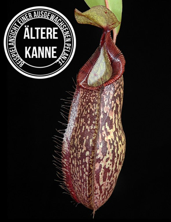 Nepenthes (aristolochioides x spectabilis) x hamata BE-4030