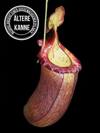 Nepenthes (ventricosa x sibuyanensis) x robcantleyi BE-4031