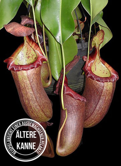 Nepenthes (ventricosa x sibuyanensis) x robcantleyi BE-4031