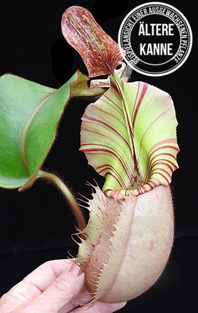 Nepenthes veitchii Bareohighland 2nd Grex BE-4033