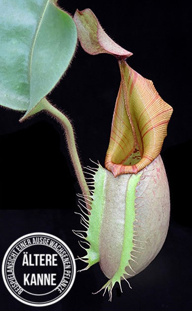 Nepenthes veitchii Bareohighland 2nd Grex BE-4033