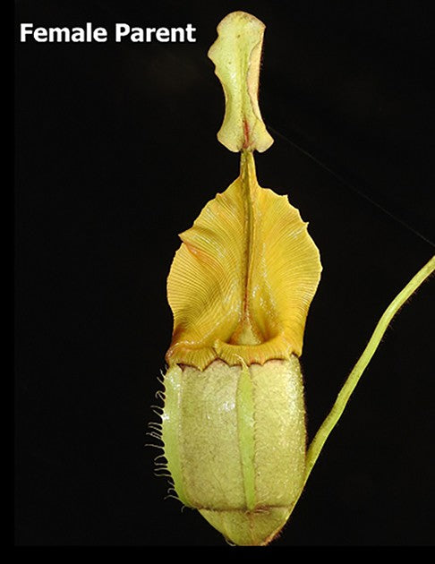 Nepenthes veitchii Bareohighland 2nd Grex BE-4033