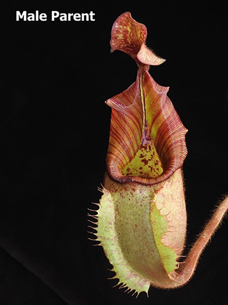 Nepenthes veitchii Bareohighland 2nd Grex BE-4033