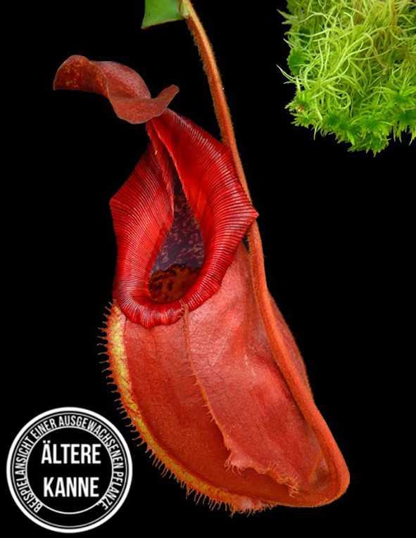 Nepenthes densiflora x veitchii BE-4037