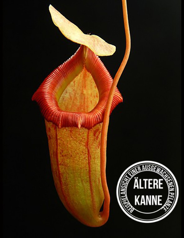 Nepenthes burkei x flava BE-4046