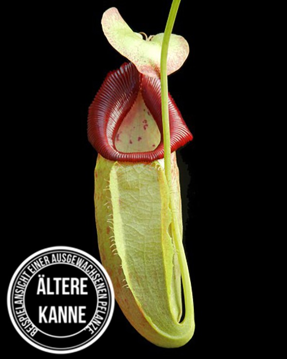 Nepenthes spathulata x flava BE-4048