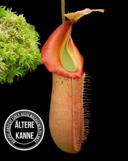 Nepenthes veitchii x (burbidgeae x edwardsiana) BE-4053