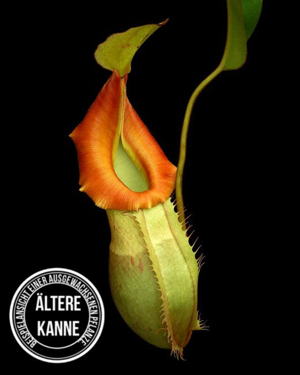 Nepenthes veitchii x (burbidgeae x edwardsiana) BE-4053