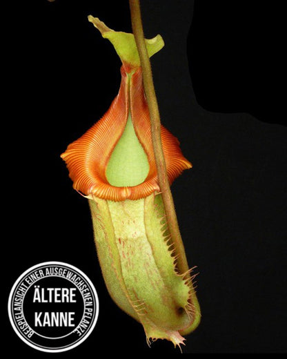 Nepenthes veitchii x (burbidgeae x edwardsiana) BE-4053