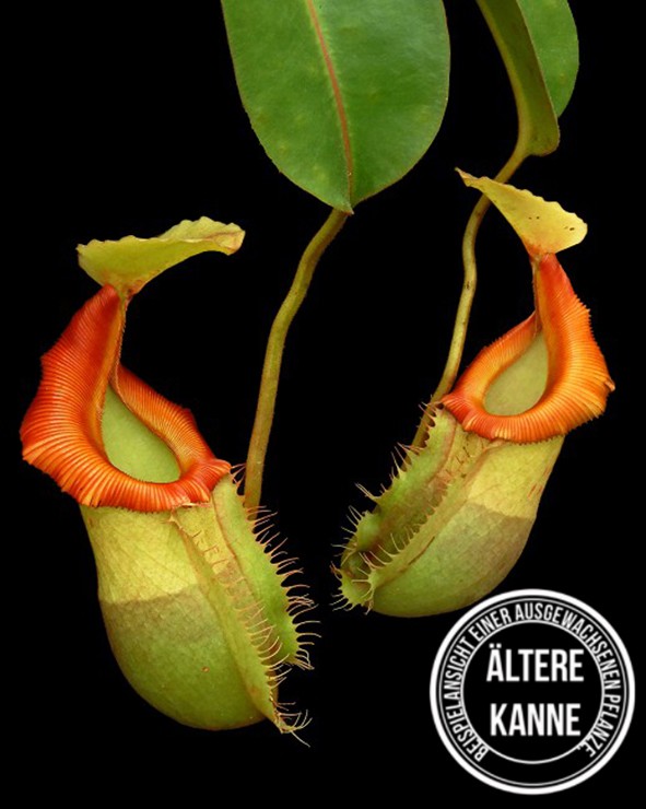 Nepenthes veitchii x (burbidgeae x edwardsiana) BE-4053