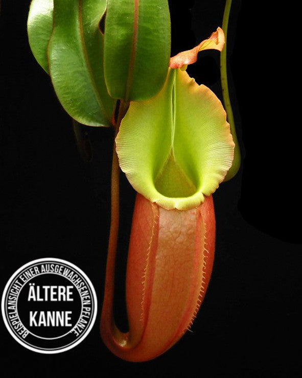 Nepenthes veitchii x (burbidgeae x edwardsiana) BE-4053