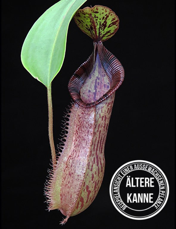 Nepenthes hamata x (veitchii x lowii) BE-4057