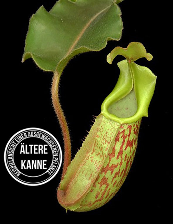 Nepenthes veitchii x maxima BE-4061