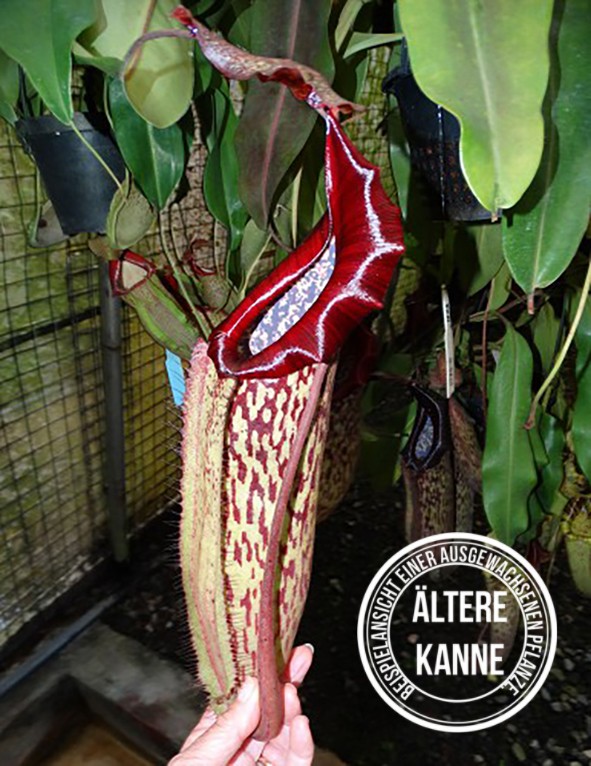 Nepenthes maxima x boschiana BE-4062