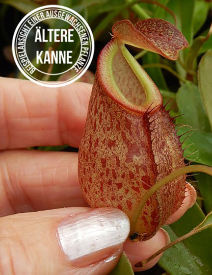 Nepenthes gymnamphora x tenuis BE-4069