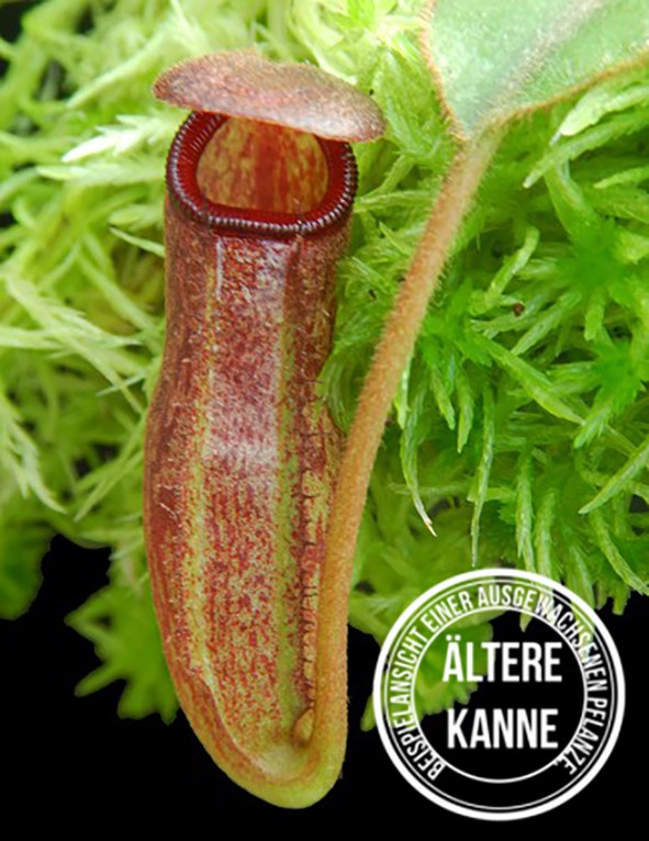 Nepenthes rajah x klossii BE-4071