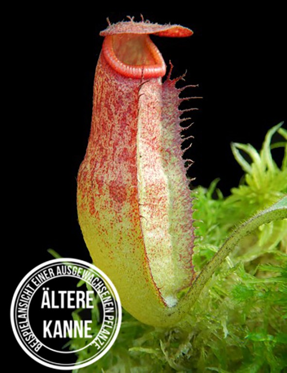 Nepenthes rajah x klossii BE-4071