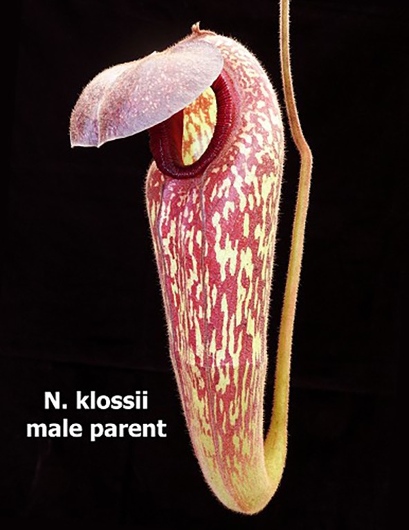 Nepenthes rajah x klossii BE-4071