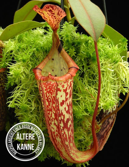 Nepenthes (veitchii x platychila) x platychila BE 4072