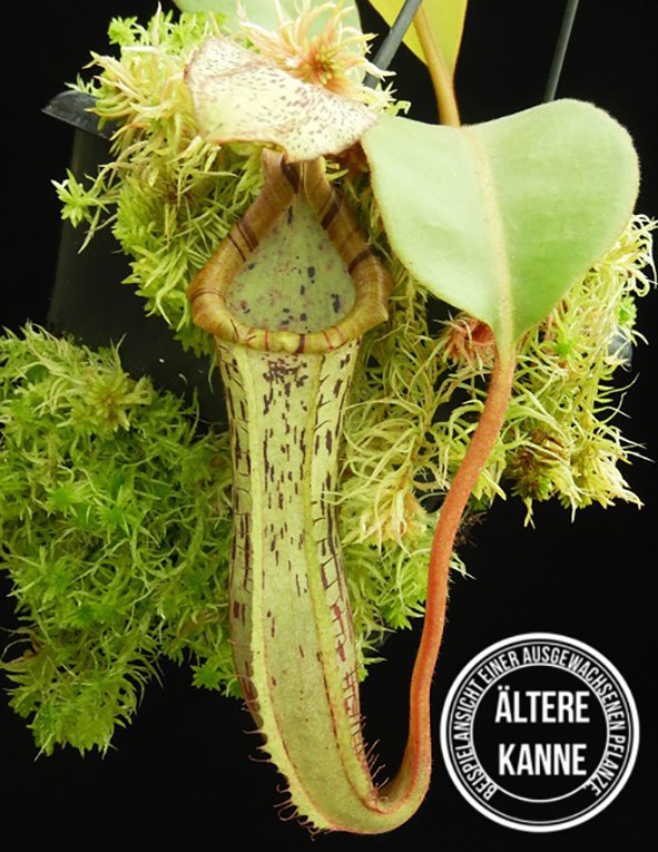 Nepenthes (veitchii x platychila) x platychila BE 4072