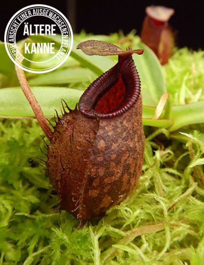 Nepenthes densiflora x aristolochioides BE-4076