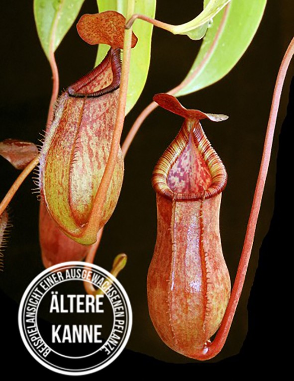 Nepenthes petiolata x (lowii x tentaculata) BE-4078