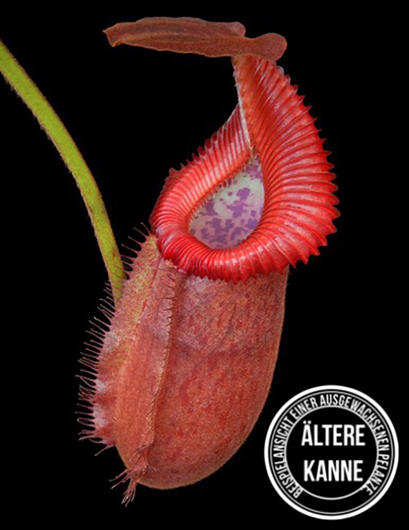 Nepenthes villosa x robcantleyi BE-4079