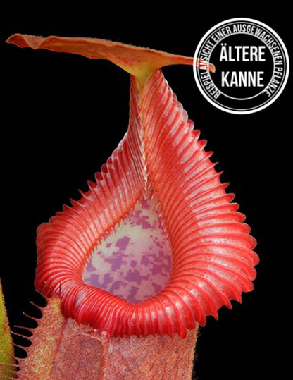 Nepenthes villosa x robcantleyi BE-4079