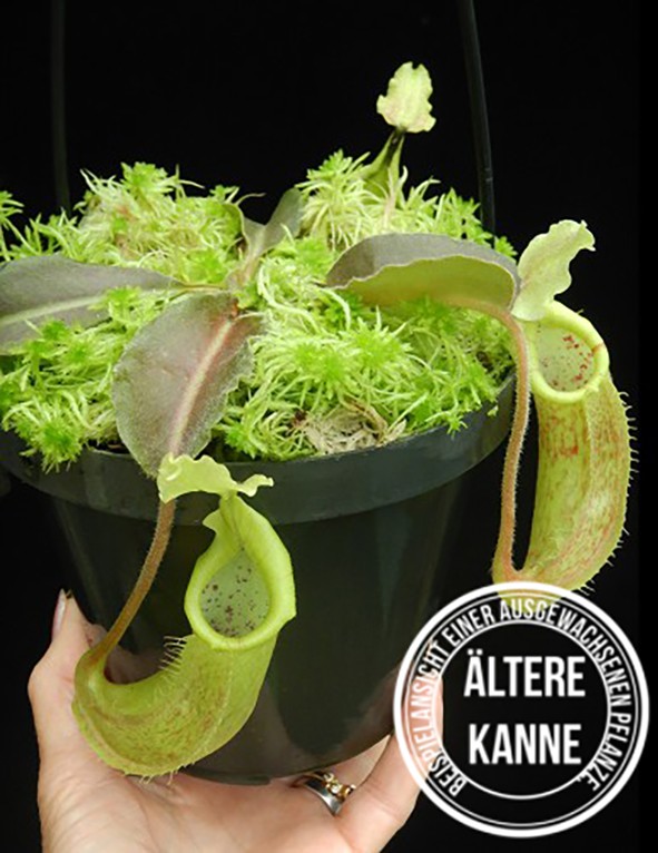 Nepenthes maxima BE-4081