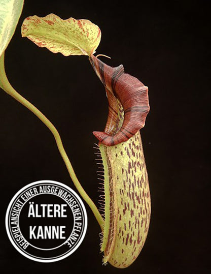 Nepenthes robcantleyi x platychila BE-4082