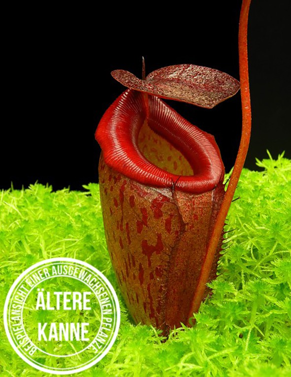 Nepenthes rajah x tenuis BE-4083