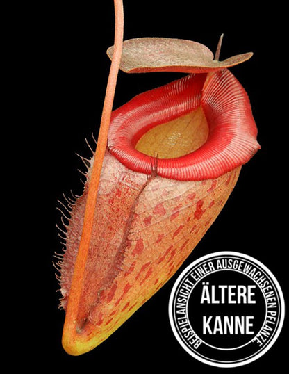 Nepenthes rajah x tenuis BE-4083