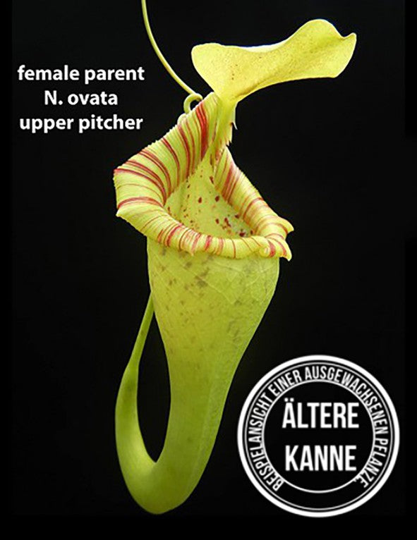 Nepenthes ovata BE-4084