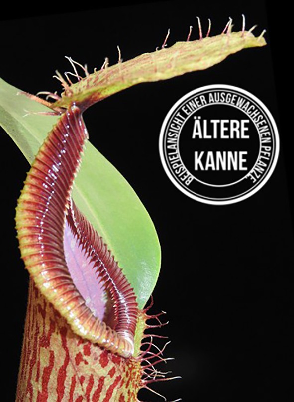 Nepenthes hamata x veitchii BE-4086